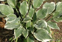 Hosta 'Chantilly Lace' - Funkia