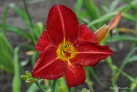 Hemerocallis 'Major Hubal' - Liliowiec