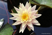 Nymphaea 'Barbara Dobbins' - Lilia wodna