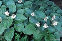 Hosta sieboldiana - Funkia