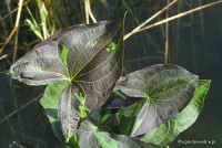 Sagittaria australis 'Benni' - Strzałka australijska - czerwona
