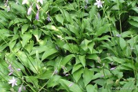 Hosta 'Lancifolia' - Funkia