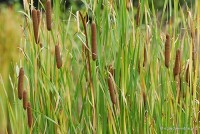 Typha angustifolia - Pałka wąskolistna