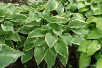 Hosta 'Moerheim' - Funkia