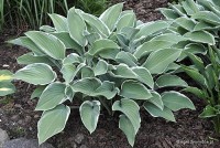 Hosta 'Barbara Ann' - Funkia