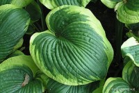 Hosta 'Frances Williams' - Funkia