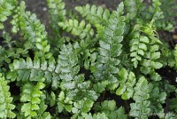 Polystichum polyblepharum - paprotnik japoński