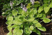 Hosta 'Carol' - Funkia