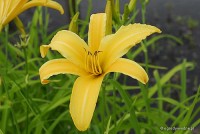 Hemerocallis 'Midwest Majesty' - liliowiec