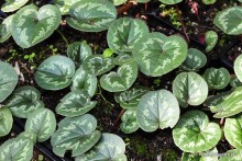 Cyclamen coum - Cyklamen dyskowaty