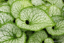 Brunnera macrophylla 'Jack Frost' - Brunera wielkolistna