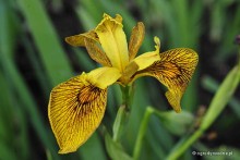 Iris pseudacorus 'Berlin Tiger' - Kosaciec żółty