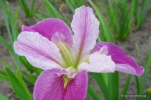 Iris louisiana 'Pink' - Kosaciec luizjański 'Pink' 