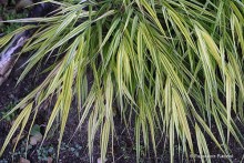 Hakonechloa macra 'Aureola' - Hakonechloa wysmukła