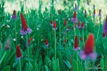 Primula vialii - Pierwiosnek Viala