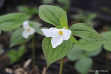 Trillium grandiflorum - trójlist wielkokwiatowy