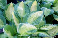 Hosta 'Captain Kirk' - Funkia 