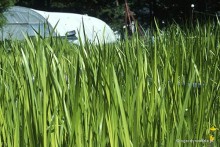 Acorus calamus - tatarak zwyczajny