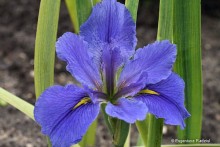 Iris louisiana 'Blue' - Kosaciec luizjański 'Blue'