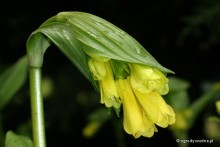 Disporum flavum - Disporum