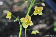 Epimedium warleyense 'Orange Konigin' - Epimedium warlejskie