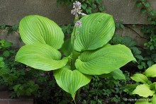Hosta 'Sum and Substance' - Funkia