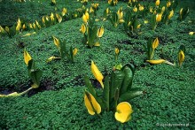 Lysichiton americanus - tulejnik amerykański