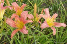 Hemerocallis 'Cara Mia' - Liliowiec
