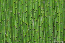 Equisetum hyemale var. camtschaticum - Skrzyp zimowy odm. kamczacka