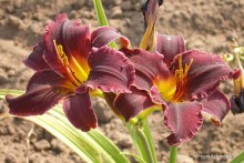 Hemerocallis 'Minstrel Boy' - Liliowiec