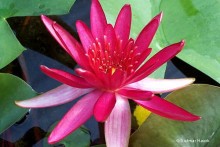 Nymphaea 'Hidden Violet' - Lilia wodna 