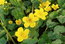 Caltha palustris 'Auenwald'	- Kaczeniec błotny