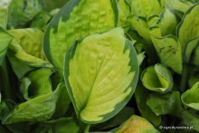 Hosta 'Rainforest Sunrise' - Funkia