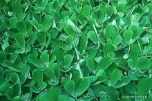 Pistia stratiotes - Topian osokowaty