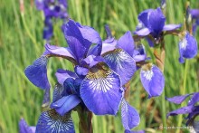 Iris sibirica 'Perry's Blue' - Kosaciec syberyjski