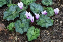 Cyclamen hederifolium - Cyklamen bluszczolistny