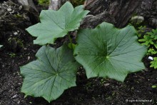 Dysosma pleiantha - Dysosma