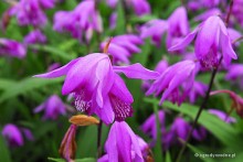 Bletilla striata  - Bletilla pasiasta