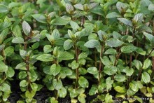 Mentha piperita 'Chocolate' - Mięta pieprzowa 'Chocolate'