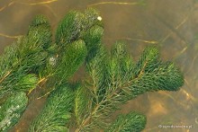 Ceratophyllum demersum - Rogatek sztywny