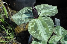 Trillium cuneatum - Trójlist klinowaty