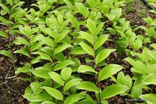 Polygonatum falcatum 'Variegatum' - Kokoryczka sierpowata pstrolistna