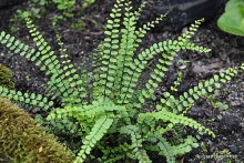 Asplenium trichomanes - Zanokcica skalna