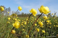 Trollius europaeus - Pełnik europejski