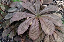 Rodgersia aesculifolia 'Irish Bronze'