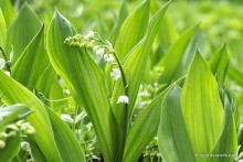 Convallaria majalis 'Doreen' - Konwalia majowa
