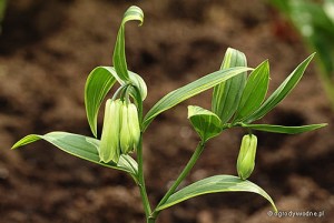 Disporum sessile 'Yellow Margin' - Disporum 'Yellow Margin'