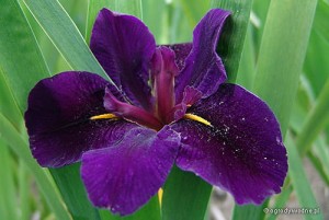 Iris louisiana 'Black Gamecock'
