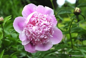 Paeonia 'Lady Anna'