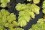 /environment/cache/images/500_0_productGfx_10de979f77feb2be83d2ee35950d56cf.jpg